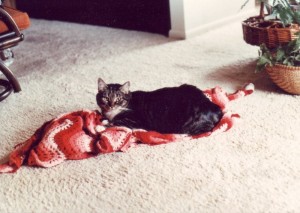 Bummer on a blanket