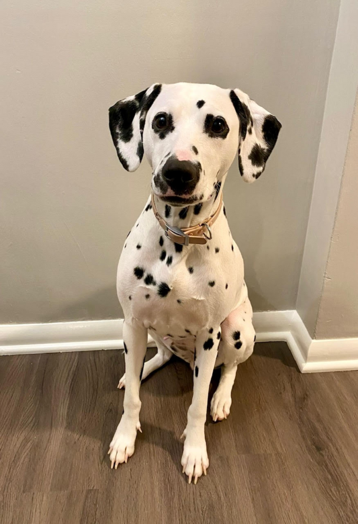 Dalmatian dog sitting and looking at the camera 